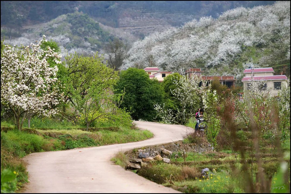 【春天,广西桂林灌阳县向您发出邀请!】我们在灌阳看梨花 - 游山玩水 - 荆门生活社区 - 荆门28生活网 jingmen.28life.com
