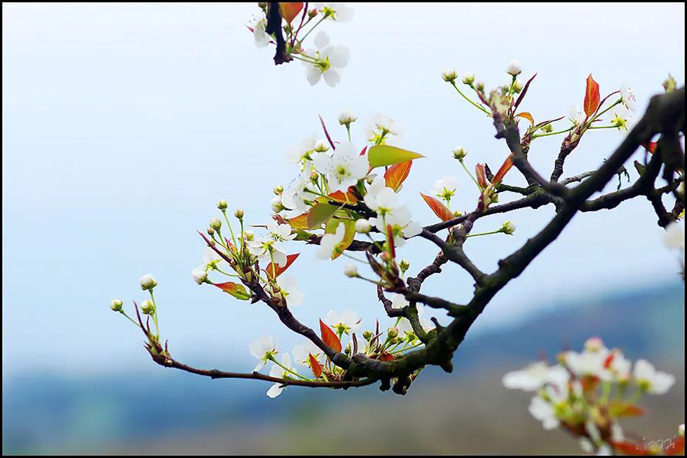 【春天,广西桂林灌阳县向您发出邀请!】我们在灌阳看梨花 - 游山玩水 - 荆门生活社区 - 荆门28生活网 jingmen.28life.com
