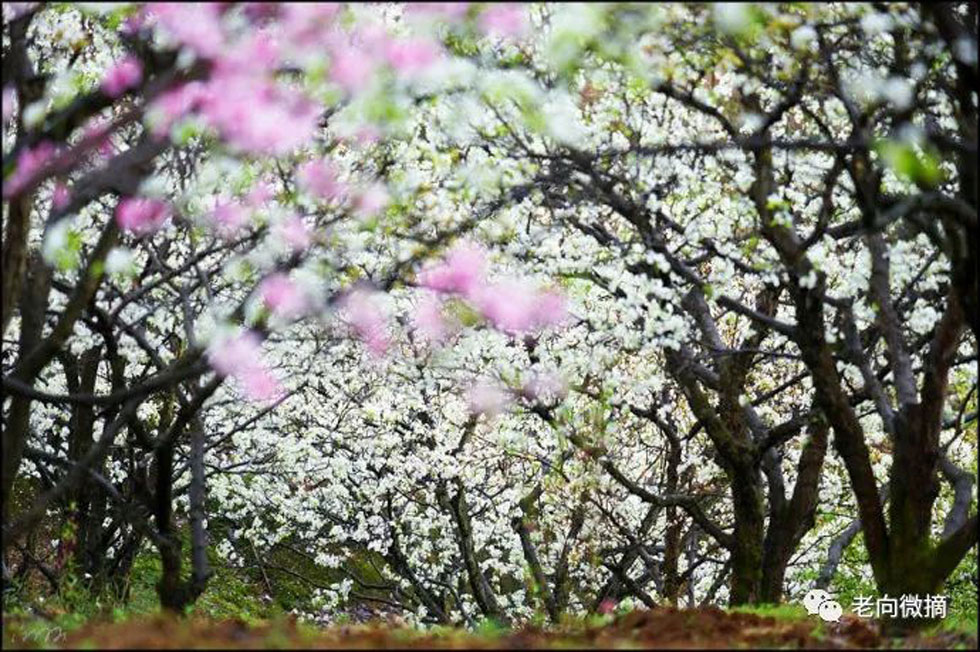 【春天,广西桂林灌阳县向您发出邀请!】我们在灌阳看梨花 - 游山玩水 - 荆门生活社区 - 荆门28生活网 jingmen.28life.com