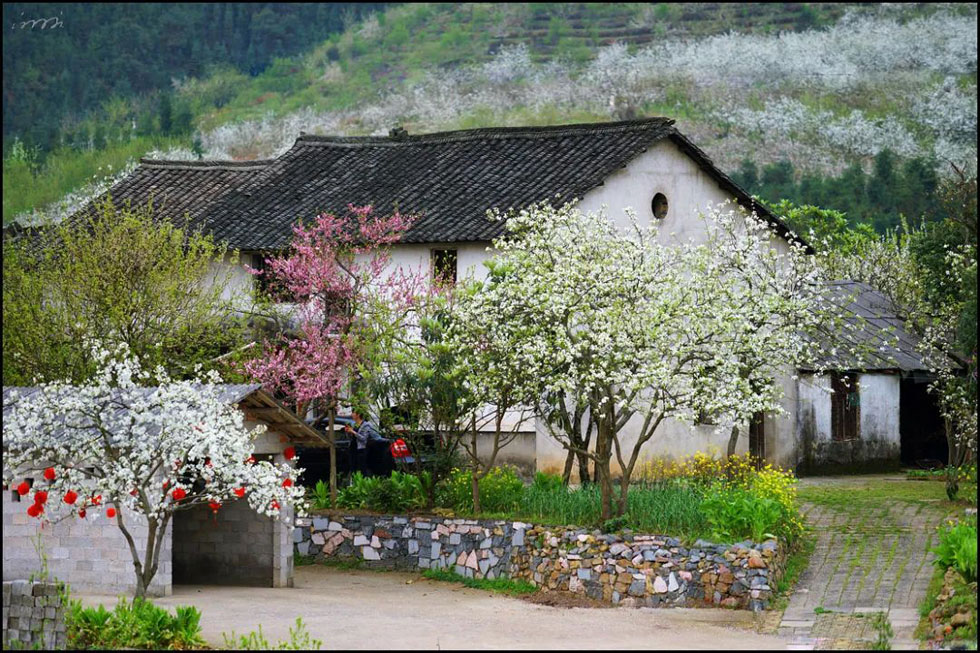 【春天,广西桂林灌阳县向您发出邀请!】我们在灌阳看梨花 - 游山玩水 - 荆门生活社区 - 荆门28生活网 jingmen.28life.com