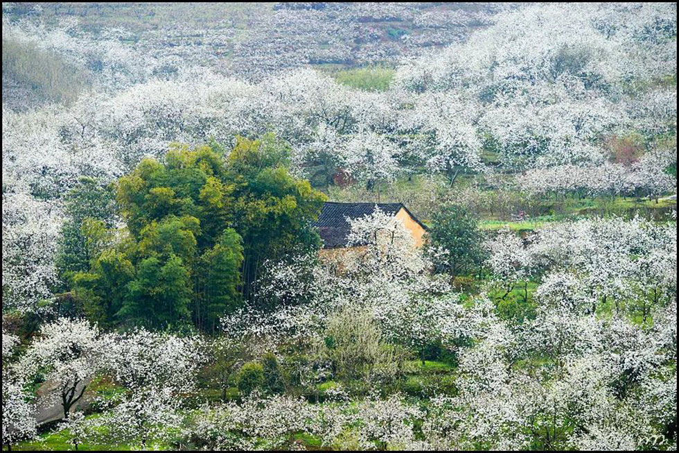 【春天,广西桂林灌阳县向您发出邀请!】我们在灌阳看梨花 - 游山玩水 - 荆门生活社区 - 荆门28生活网 jingmen.28life.com