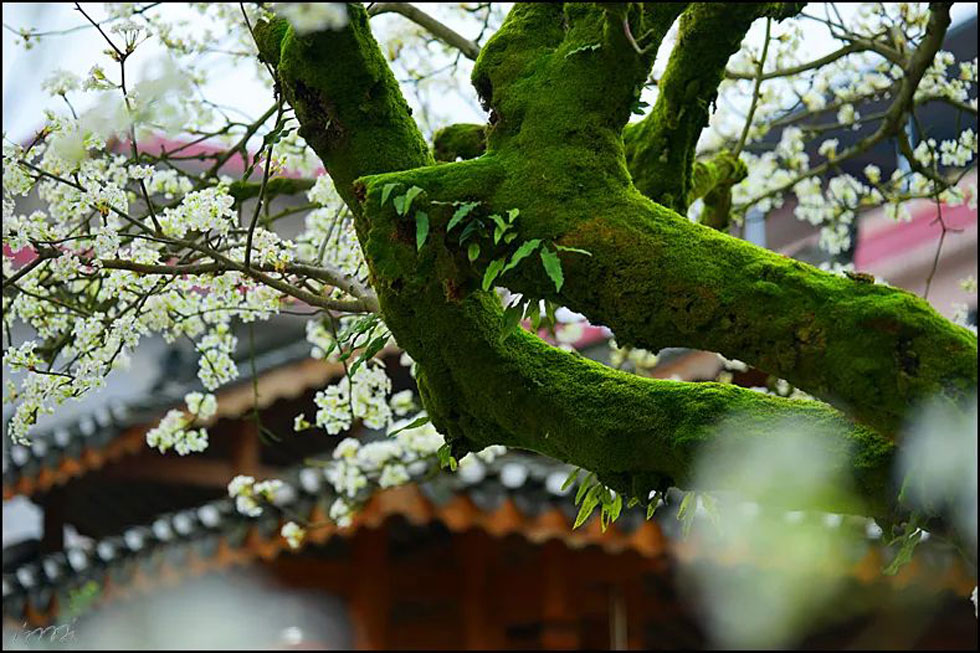 【春天,广西桂林灌阳县向您发出邀请!】我们在灌阳看梨花 - 游山玩水 - 荆门生活社区 - 荆门28生活网 jingmen.28life.com