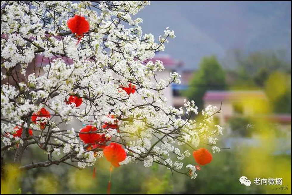 【春天,广西桂林灌阳县向您发出邀请!】我们在灌阳看梨花 - 游山玩水 - 荆门生活社区 - 荆门28生活网 jingmen.28life.com