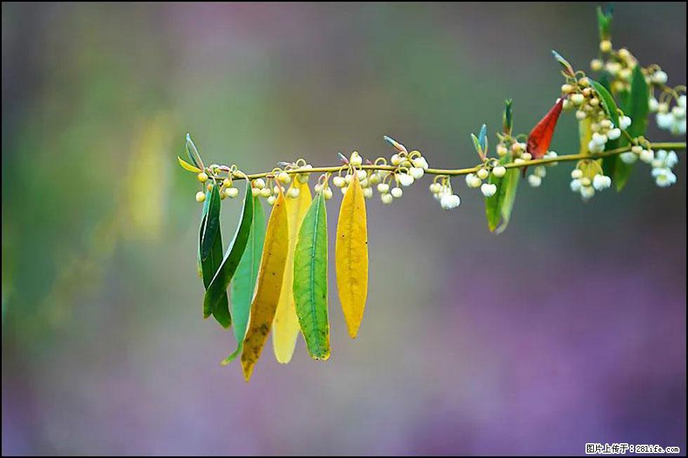 【春天,广西桂林灌阳县向您发出邀请!】米珠山前有片山苍子花在飘香 - 游山玩水 - 荆门生活社区 - 荆门28生活网 jingmen.28life.com