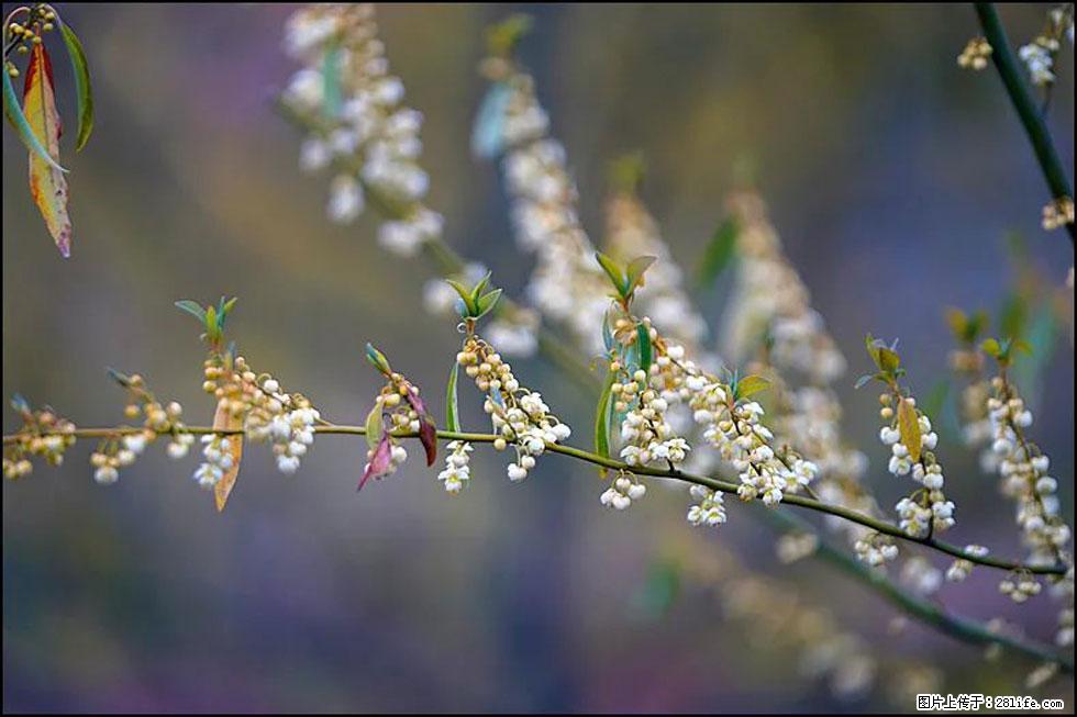 【春天,广西桂林灌阳县向您发出邀请!】米珠山前有片山苍子花在飘香 - 游山玩水 - 荆门生活社区 - 荆门28生活网 jingmen.28life.com