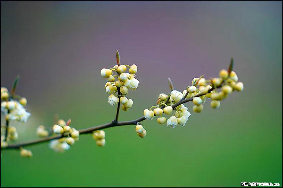 【春天,广西桂林灌阳县向您发出邀请!】米珠山前有片山苍子花在飘香 - 游山玩水 - 荆门生活社区 - 荆门28生活网 jingmen.28life.com