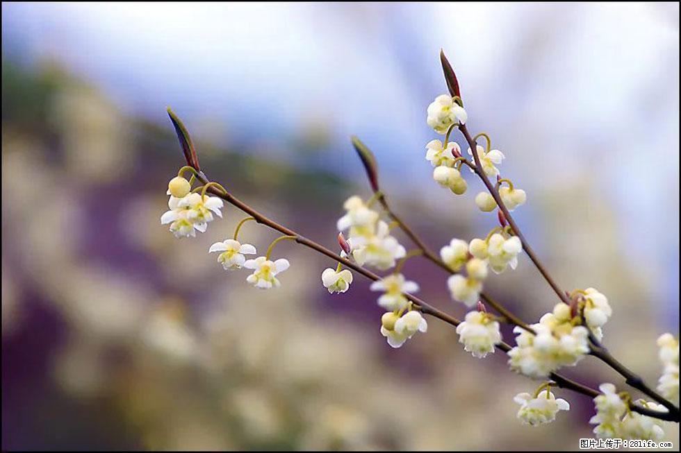 【春天,广西桂林灌阳县向您发出邀请!】米珠山前有片山苍子花在飘香 - 游山玩水 - 荆门生活社区 - 荆门28生活网 jingmen.28life.com