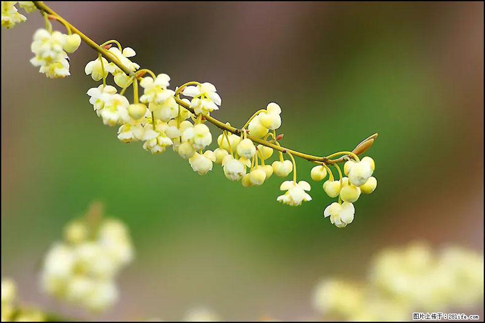 【春天,广西桂林灌阳县向您发出邀请!】米珠山前有片山苍子花在飘香 - 游山玩水 - 荆门生活社区 - 荆门28生活网 jingmen.28life.com