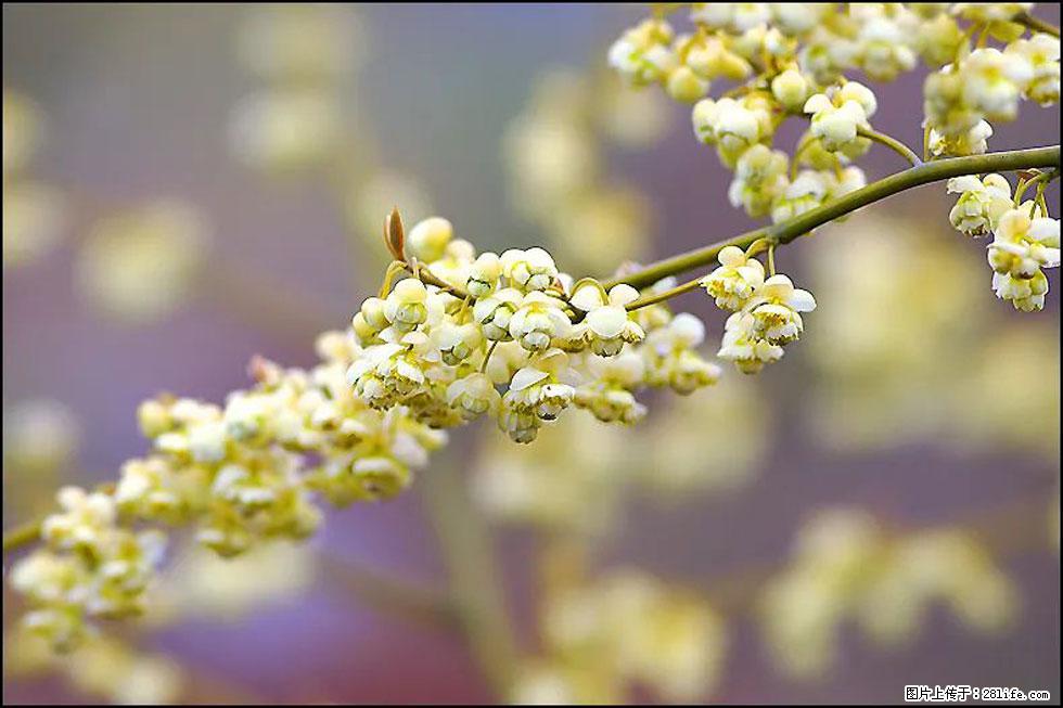 【春天,广西桂林灌阳县向您发出邀请!】米珠山前有片山苍子花在飘香 - 游山玩水 - 荆门生活社区 - 荆门28生活网 jingmen.28life.com