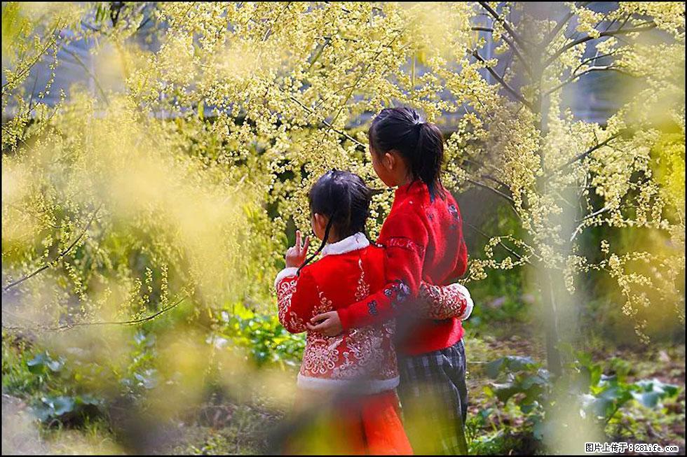 【春天,广西桂林灌阳县向您发出邀请!】米珠山前有片山苍子花在飘香 - 游山玩水 - 荆门生活社区 - 荆门28生活网 jingmen.28life.com