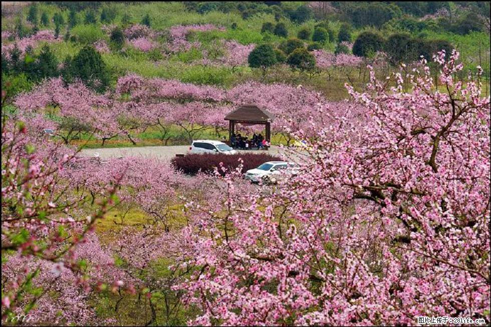 【春天,广西桂林灌阳县向您发出邀请!】官庄村有个醉美的桃花园 - 游山玩水 - 荆门生活社区 - 荆门28生活网 jingmen.28life.com