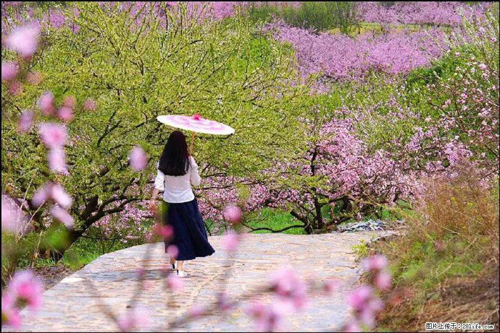 【春天,广西桂林灌阳县向您发出邀请!】官庄村有个醉美的桃花园 - 游山玩水 - 荆门生活社区 - 荆门28生活网 jingmen.28life.com