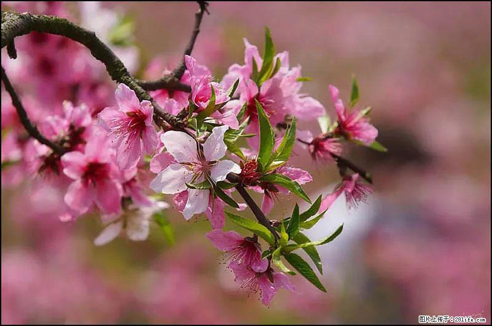 【春天,广西桂林灌阳县向您发出邀请!】官庄村有个醉美的桃花园 - 游山玩水 - 荆门生活社区 - 荆门28生活网 jingmen.28life.com