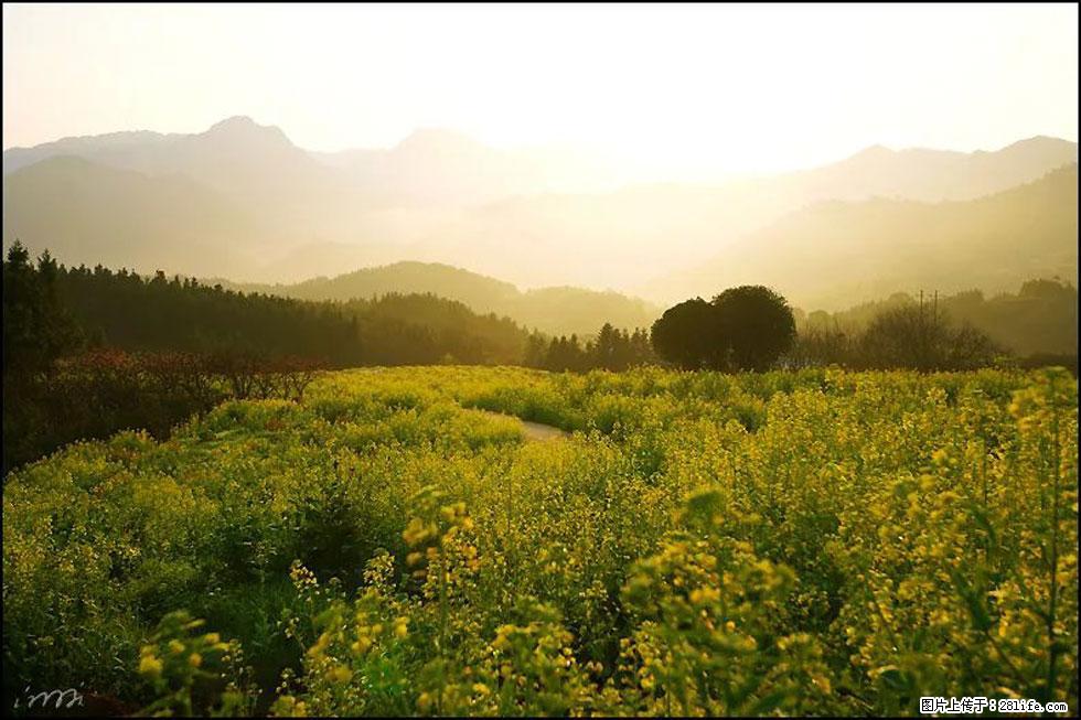 【春天,广西桂林灌阳县向您发出邀请!】长坪村油菜盛情花开 - 游山玩水 - 荆门生活社区 - 荆门28生活网 jingmen.28life.com