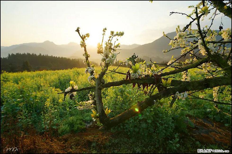 【春天,广西桂林灌阳县向您发出邀请!】长坪村油菜盛情花开 - 游山玩水 - 荆门生活社区 - 荆门28生活网 jingmen.28life.com