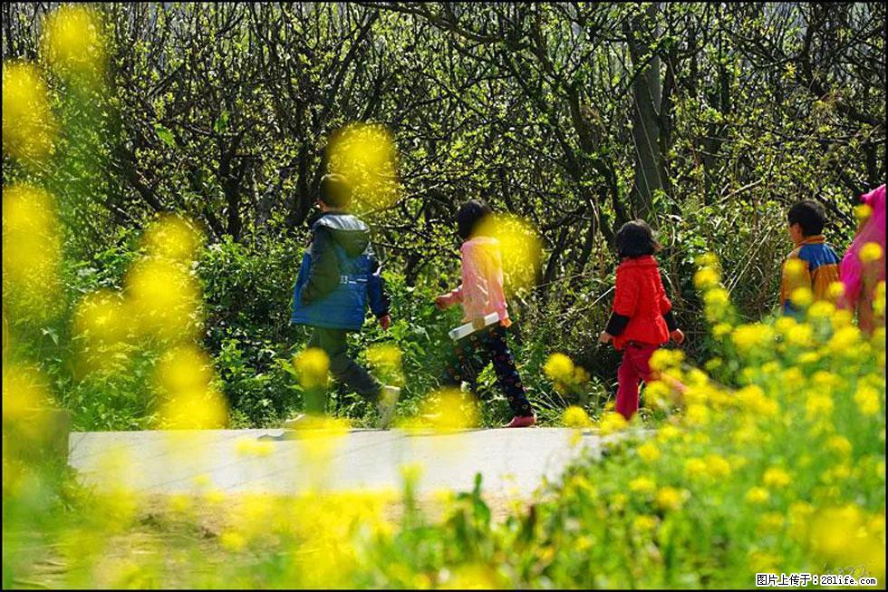 【春天,广西桂林灌阳县向您发出邀请!】长坪村油菜盛情花开 - 游山玩水 - 荆门生活社区 - 荆门28生活网 jingmen.28life.com