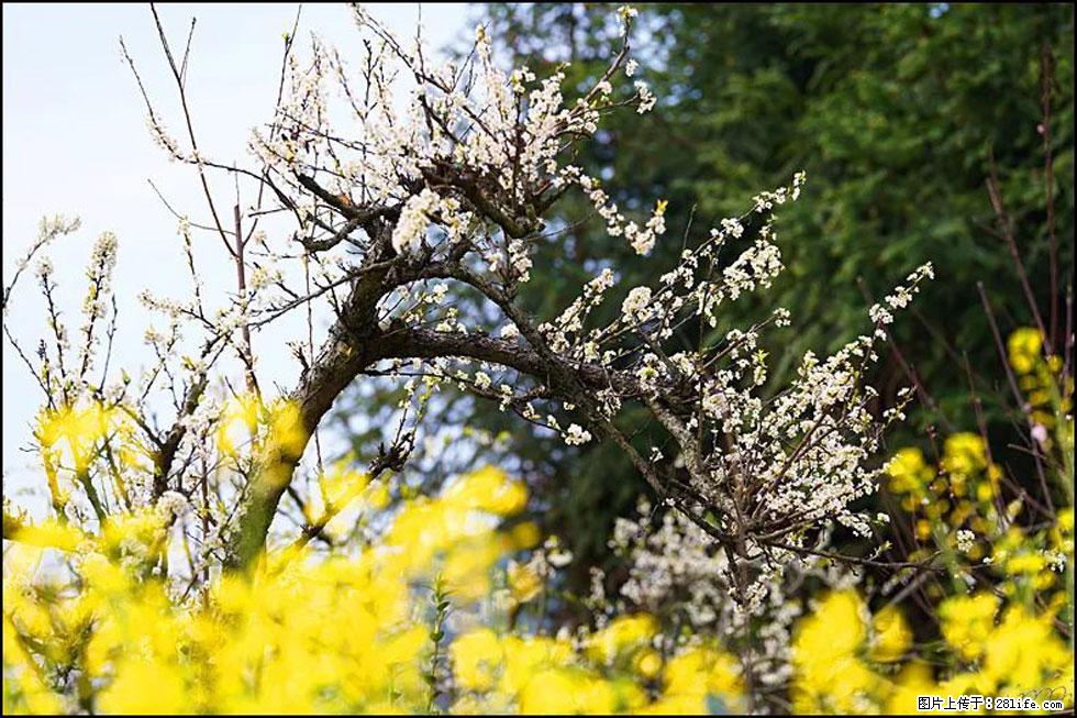 【春天,广西桂林灌阳县向您发出邀请!】长坪村油菜盛情花开 - 游山玩水 - 荆门生活社区 - 荆门28生活网 jingmen.28life.com