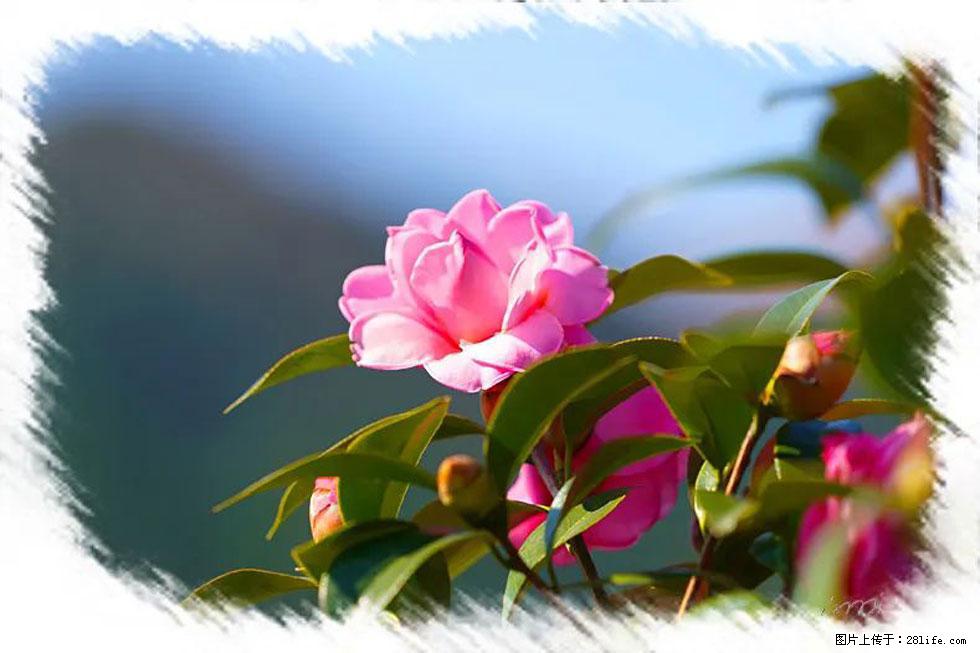 【春天,广西桂林灌阳县向您发出邀请!】杨柳井茶花惹人爱 - 游山玩水 - 荆门生活社区 - 荆门28生活网 jingmen.28life.com