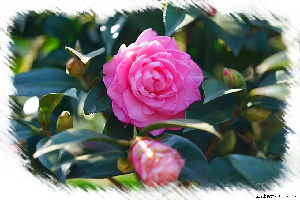 【春天,广西桂林灌阳县向您发出邀请!】杨柳井茶花惹人爱 - 游山玩水 - 荆门生活社区 - 荆门28生活网 jingmen.28life.com