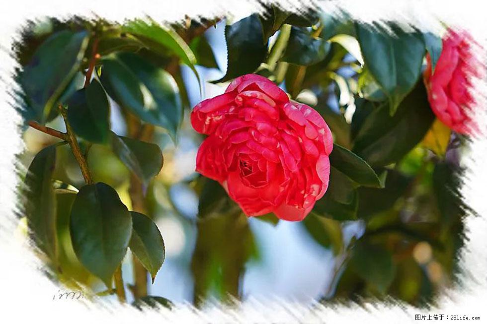 【春天,广西桂林灌阳县向您发出邀请!】杨柳井茶花惹人爱 - 游山玩水 - 荆门生活社区 - 荆门28生活网 jingmen.28life.com