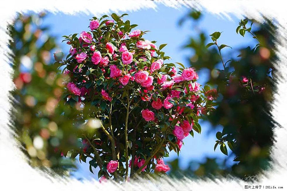 【春天,广西桂林灌阳县向您发出邀请!】杨柳井茶花惹人爱 - 游山玩水 - 荆门生活社区 - 荆门28生活网 jingmen.28life.com