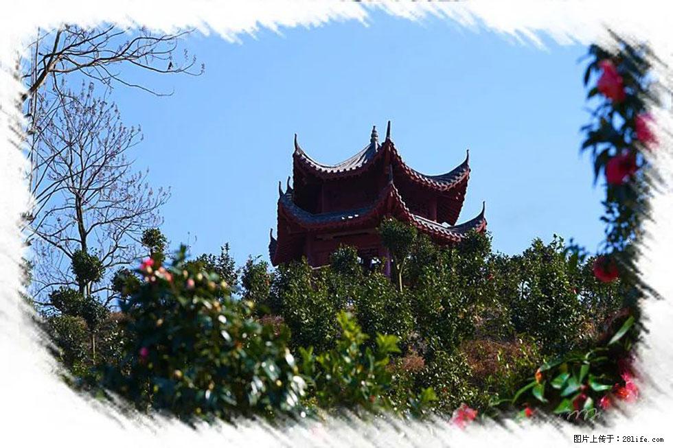 【春天,广西桂林灌阳县向您发出邀请!】杨柳井茶花惹人爱 - 游山玩水 - 荆门生活社区 - 荆门28生活网 jingmen.28life.com