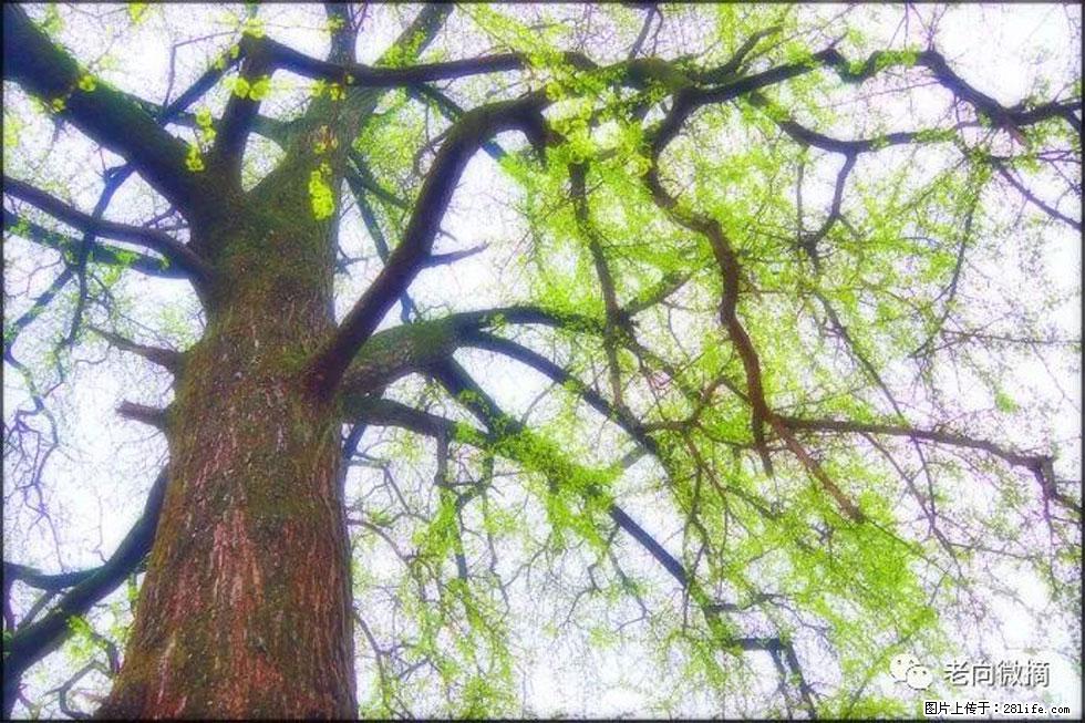 【春天,广西桂林灌阳县向您发出邀请!】在小龙村与春天约会 - 游山玩水 - 荆门生活社区 - 荆门28生活网 jingmen.28life.com