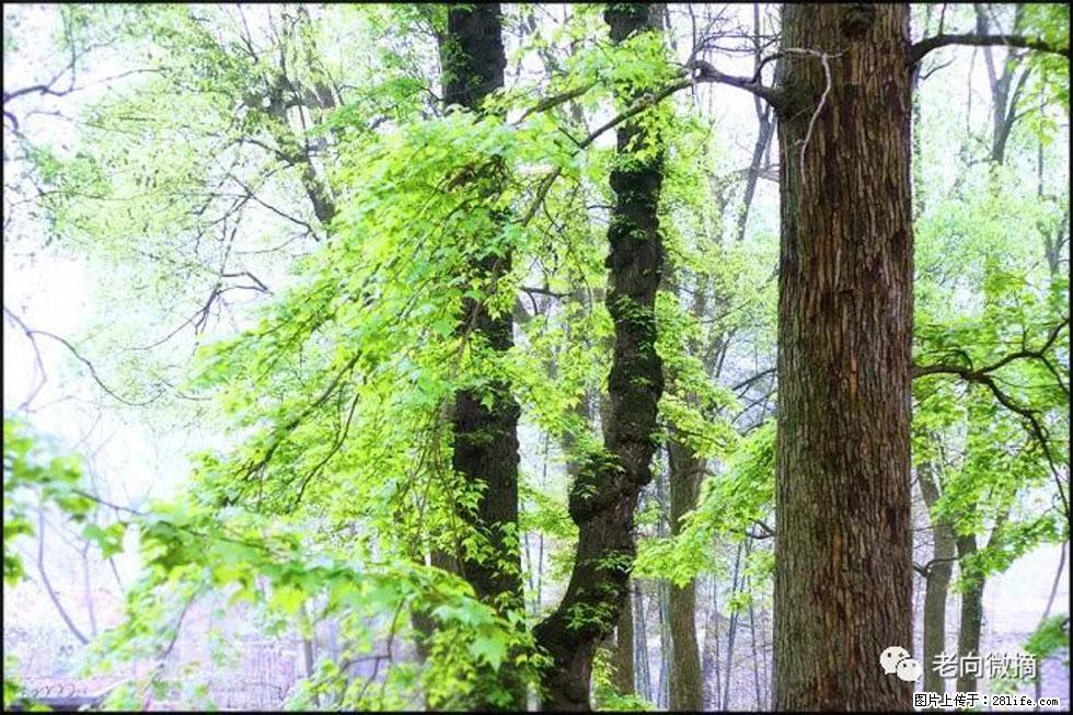 【春天,广西桂林灌阳县向您发出邀请!】在小龙村与春天约会 - 游山玩水 - 荆门生活社区 - 荆门28生活网 jingmen.28life.com