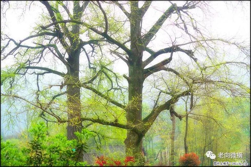 【春天,广西桂林灌阳县向您发出邀请!】在小龙村与春天约会 - 游山玩水 - 荆门生活社区 - 荆门28生活网 jingmen.28life.com