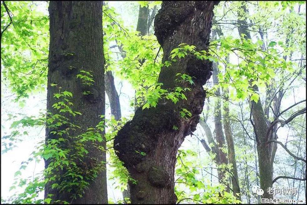 【春天,广西桂林灌阳县向您发出邀请!】在小龙村与春天约会 - 游山玩水 - 荆门生活社区 - 荆门28生活网 jingmen.28life.com