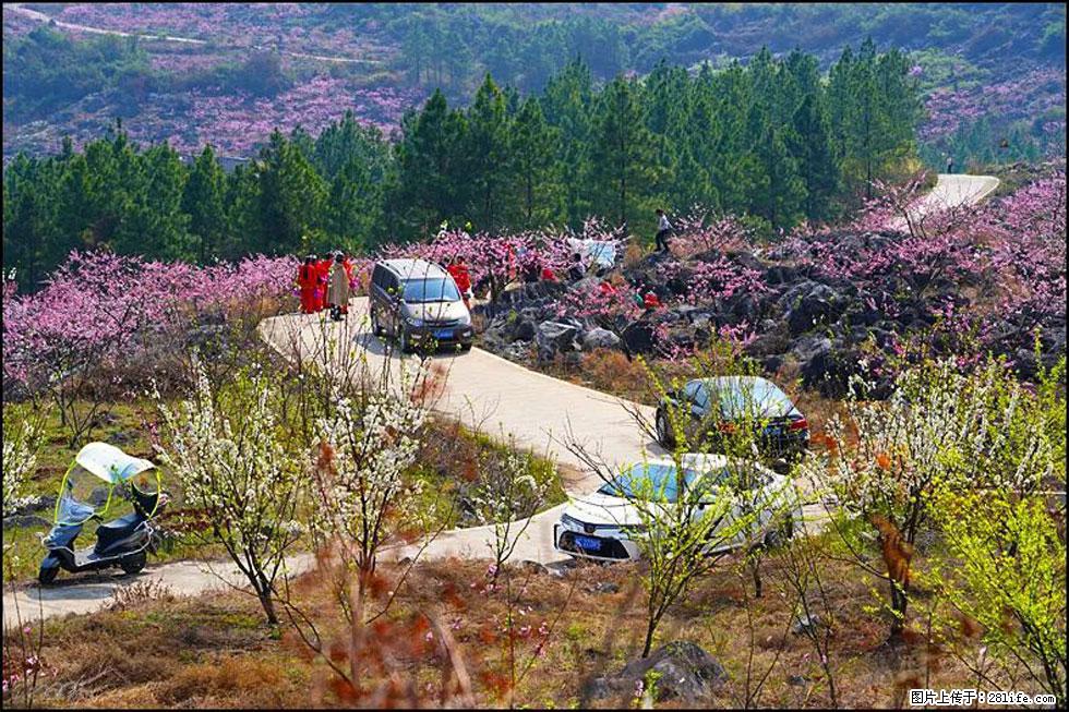 【春天,广西桂林灌阳县向您发出邀请!】望月岭上桃花开 - 游山玩水 - 荆门生活社区 - 荆门28生活网 jingmen.28life.com