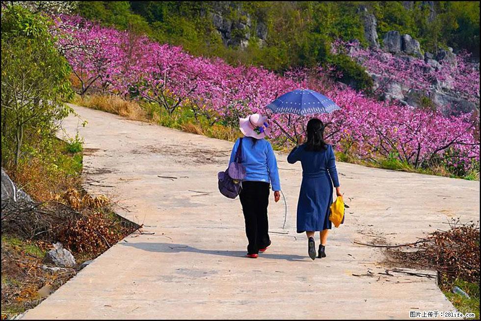 【春天,广西桂林灌阳县向您发出邀请!】望月岭上桃花开 - 游山玩水 - 荆门生活社区 - 荆门28生活网 jingmen.28life.com