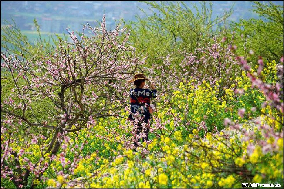 【春天,广西桂林灌阳县向您发出邀请!】望月岭上桃花开 - 游山玩水 - 荆门生活社区 - 荆门28生活网 jingmen.28life.com