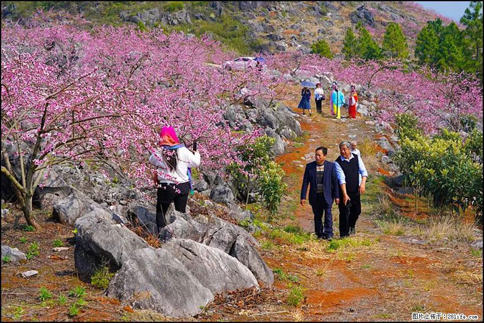 【春天,广西桂林灌阳县向您发出邀请!】望月岭上桃花开 - 游山玩水 - 荆门生活社区 - 荆门28生活网 jingmen.28life.com