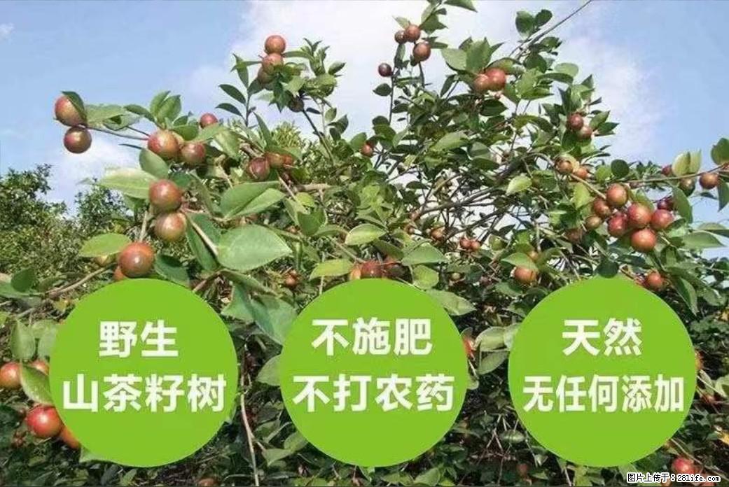 【灌阳县油茶产业示范区】一个有着充实的精神生活的人,对待身外之物自会有一种淡泊的态度 - 美食天地 - 荆门生活社区 - 荆门28生活网 jingmen.28life.com