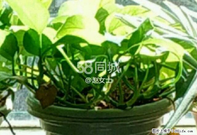 城市春天 2室2厅1卫 - 房屋出租 - 房屋租售 - 荆门分类信息 - 荆门28生活网 jingmen.28life.com