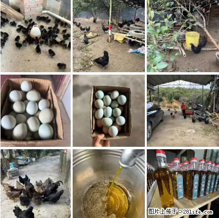 油茶园从小鸡仔开始养起的纯土鸡、土鸡蛋可以预定啦！还有前几天刚榨的纯山茶油哦 - 土特产 - 饮食特产 - 荆门分类信息 - 荆门28生活网 jingmen.28life.com