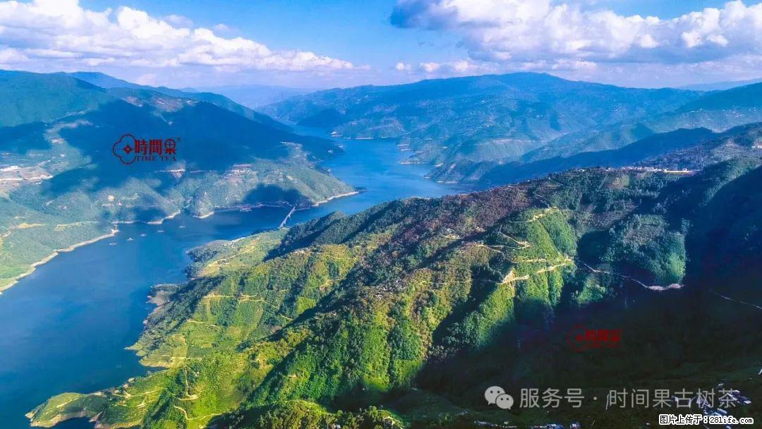 时间果百年古树龙珠普洱生茶 - 购物交流 - 荆门生活社区 - 荆门28生活网 jingmen.28life.com