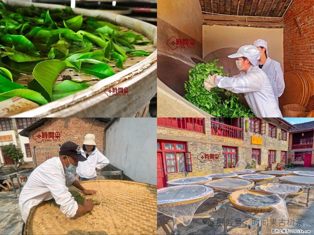 时间果百年古树龙珠普洱生茶 - 购物交流 - 荆门生活社区 - 荆门28生活网 jingmen.28life.com