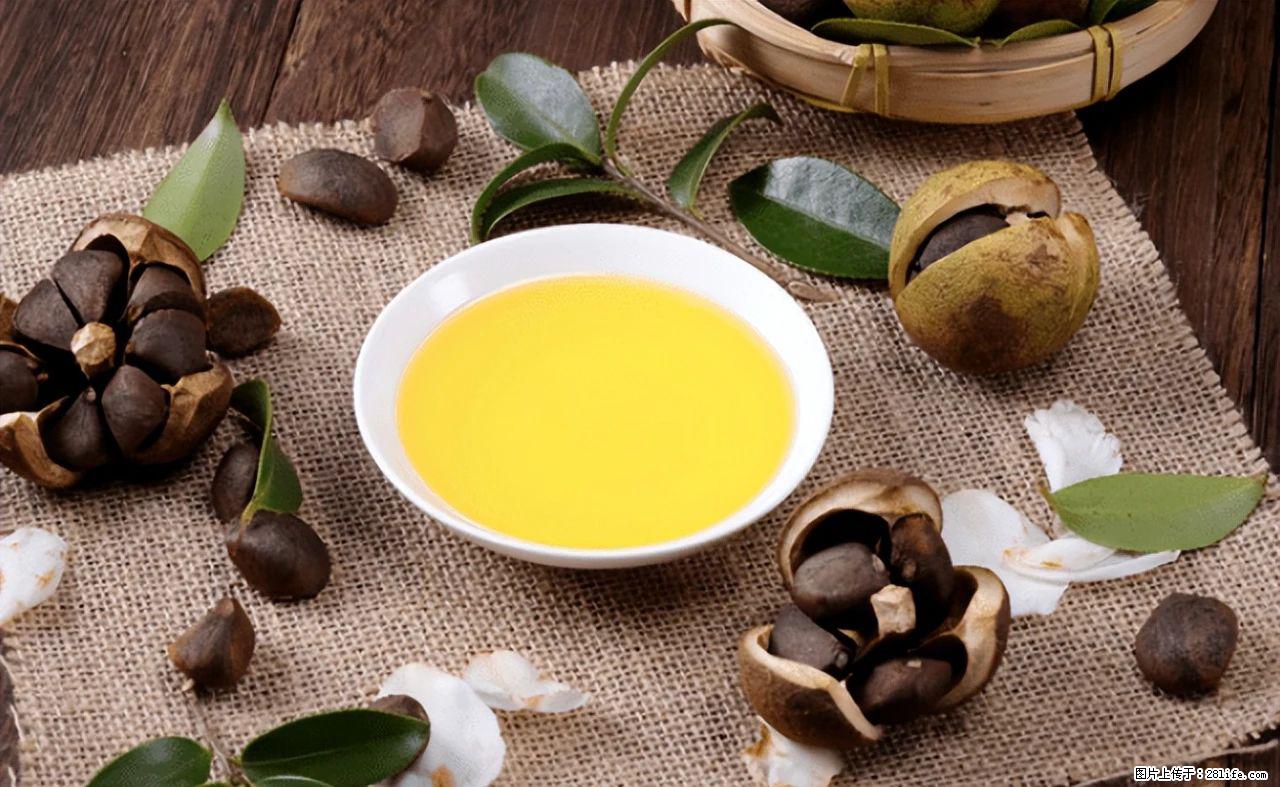 揭秘茶油的5大核心营养成分！被称为人体健康的“守护盾”！ - 荆门生活资讯 - 荆门28生活网 jingmen.28life.com