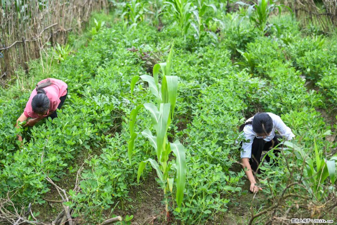 全网追的“扁担女孩”,找了一份暑假工,时薪12元 - 荆门生活资讯 - 荆门28生活网 jingmen.28life.com