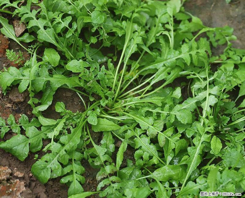 这些蔬菜是“天然钙片”，这6种被医生重点推荐 - 荆门生活资讯 - 荆门28生活网 jingmen.28life.com