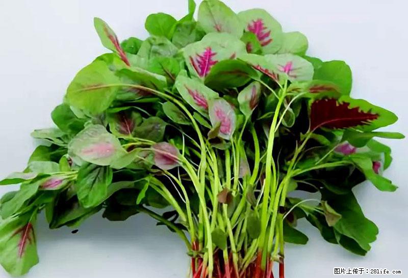 这些蔬菜是“天然钙片”，这6种被医生重点推荐 - 荆门生活资讯 - 荆门28生活网 jingmen.28life.com