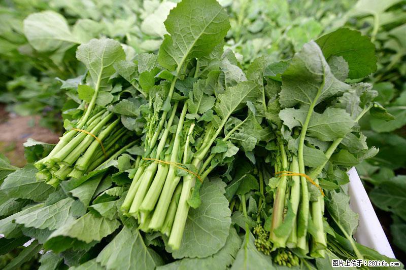这些蔬菜是“天然钙片”，这6种被医生重点推荐 - 荆门生活资讯 - 荆门28生活网 jingmen.28life.com